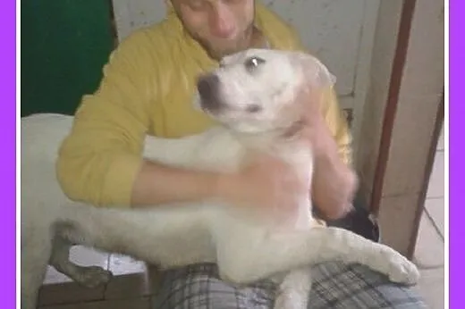 8 mies.labrador mix,duży,łagodny,przyjazny pies.AD