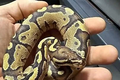 Samiczka Python Regius, Kujawsko-pomorskie, Bydgoszcz