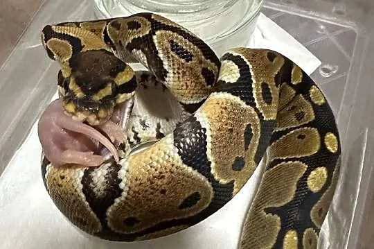 Samiczka Python Regius, Kujawsko-pomorskie, Bydgoszcz