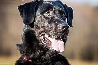 Rubel w typie labradora szuka domu!,  Kundelki cała Polska