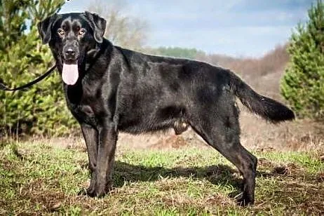Rubel w typie labradora szuka domu!,  Kundelki cał