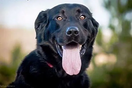 Rubel w typie labradora szuka domu!,  Kundelki cał