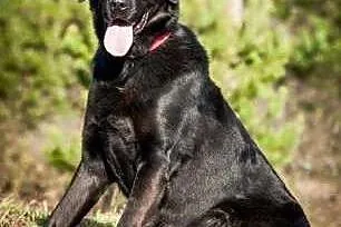 Rubel w typie labradora szuka domu!,  Kundelki cał