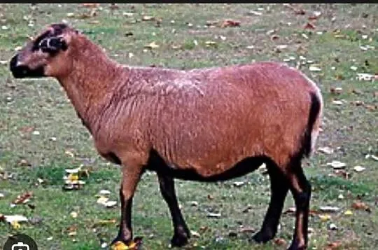 Owce kameruńskie