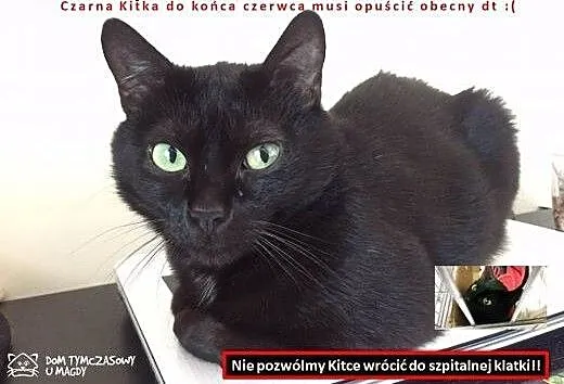 Kitka PILNIE szuka domu!!, mazowieckie Warszawa