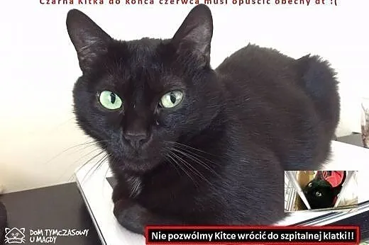 Kitka PILNIE szuka domu!!,  mazowieckie Warszawa