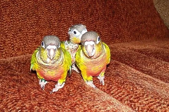 Papugi oswojone