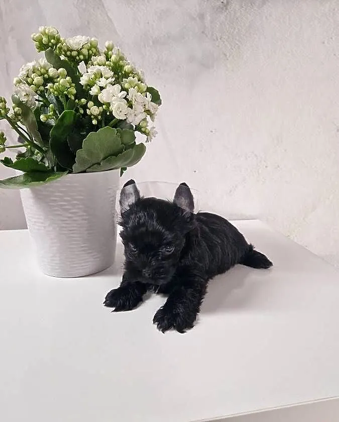 Yorkshire Terrier Czarny Diabełek:), Małopolskie, Niepołomice