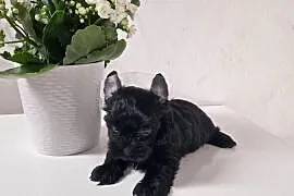 Yorkshire Terrier Czarny Diabełek:)