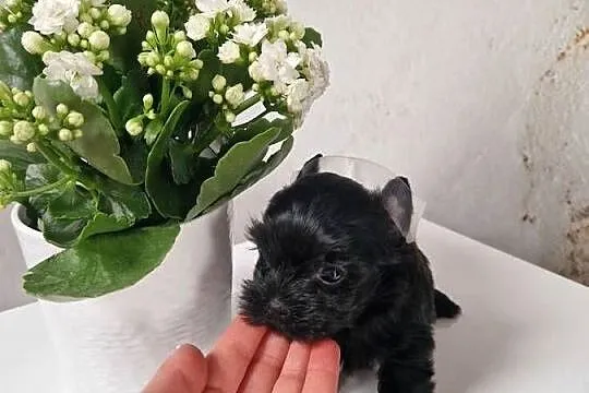 Yorkshire Terrier Czarny Diabełek:), Małopolskie, Niepołomice