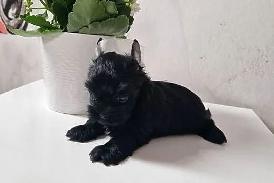 Yorkshire Terrier Czarny Diabełek:), Małopolskie, Niepołomice