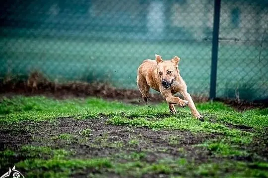 LORI - już tyle lat czeka na swojego człowieka..., Małopolskie, Kraków