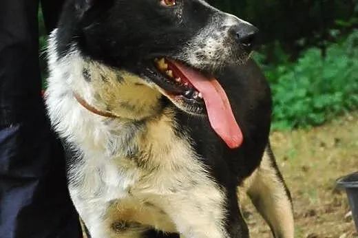 Niezwykle przyjacielska, kochająca człowieka i ugo
