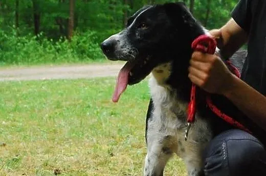 Niezwykle przyjacielska, kochająca człowieka i ugo