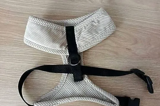 *Szelki dla psa*, Śląskie, Bytom
