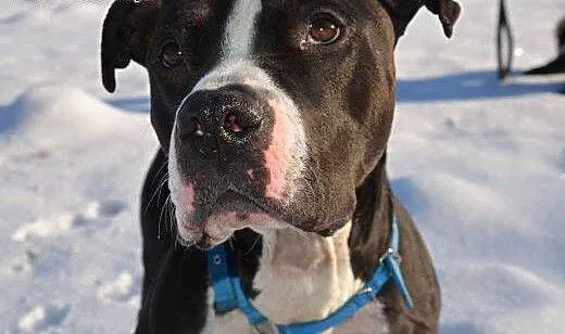 Pakuś do adopcji , Amstaff cała Polska