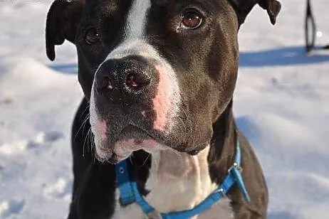 Pakuś do adopcji ,  Amstaff cała Polska