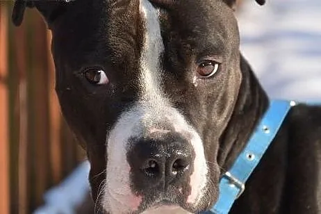 Pakuś do adopcji ,  Amstaff cała Polska