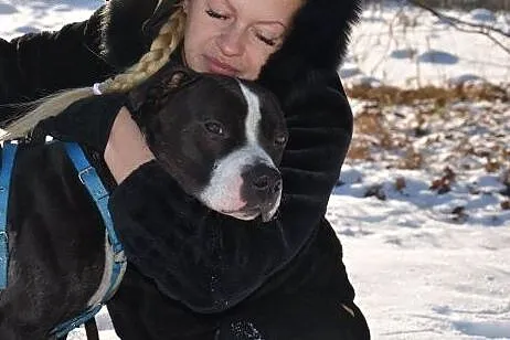 Pakuś do adopcji ,  Amstaff cała Polska