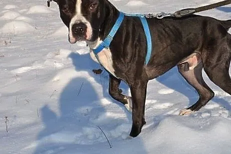 Pakuś do adopcji ,  Amstaff cała Polska