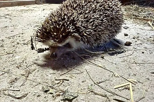 Jeż pigmejski dorosły