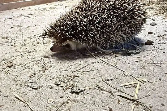 Jeż pigmejski dorosły, Świętokrzyskie, Włoszczowa