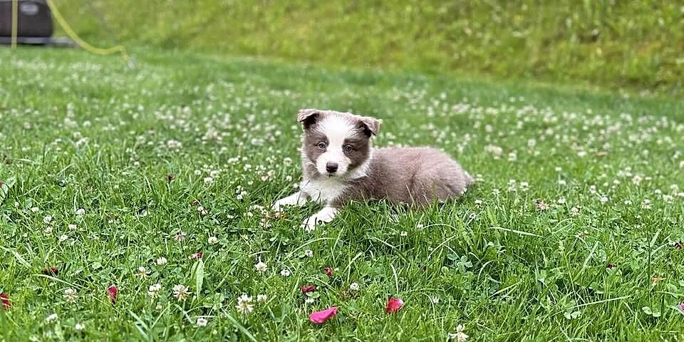 Border Collie szczenięta FCI Lilac niebieskie, Małopolskie, Nowy Sącz