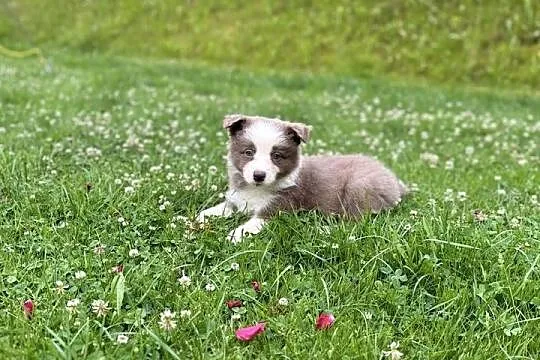 Border Collie szczenięta FCI Lilac niebieskie