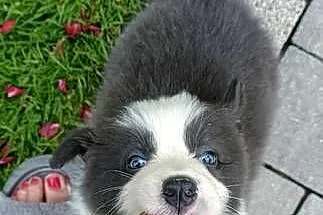 Border Collie szczenięta FCI Lilac niebieskie, Małopolskie, Nowy Sącz