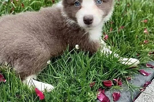 Border Collie szczenięta FCI Lilac niebieskie, Małopolskie, Nowy Sącz