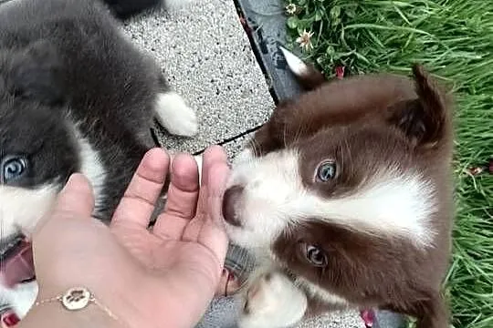 Border Collie szczenięta FCI Lilac niebieskie, Małopolskie, Nowy Sącz