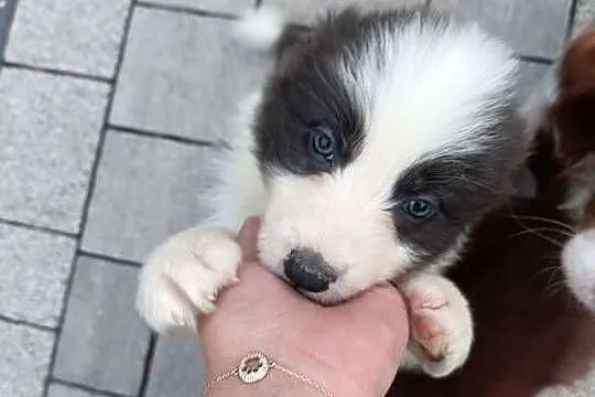 Border Collie szczenięta FCI Lilac niebieskie, Małopolskie, Nowy Sącz
