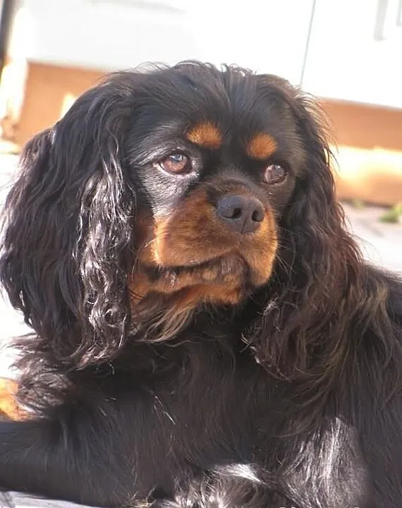 Cavalier King Charles Spaniel