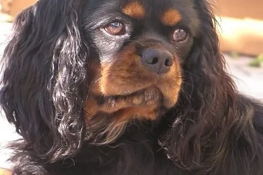 Cavalier King Charles Spaniel