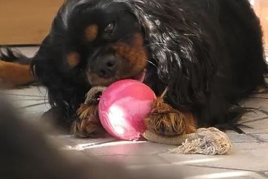 Cavalier King Charles Spaniel