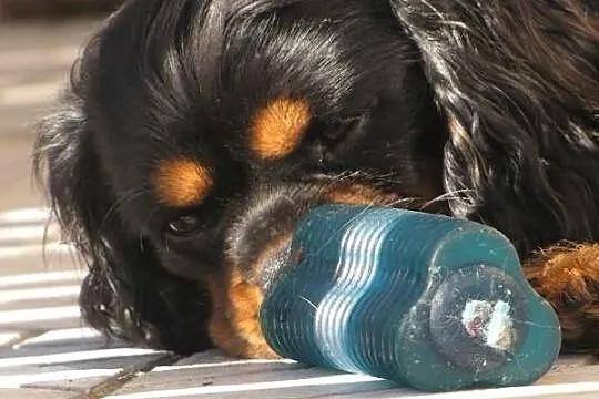 Cavalier King Charles Spaniel