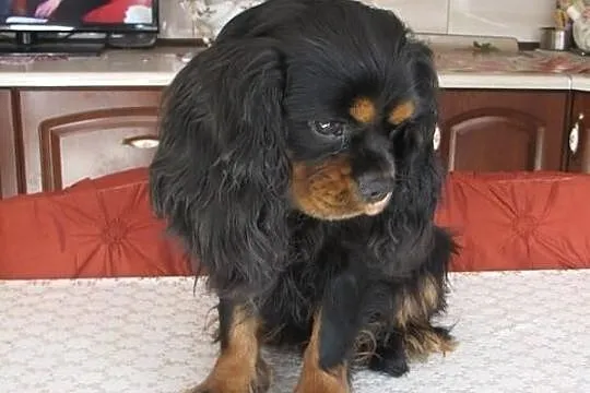 Cavalier King Charles Spaniel