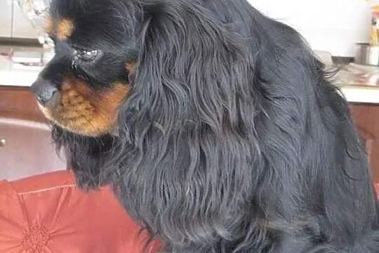 Cavalier King Charles Spaniel
