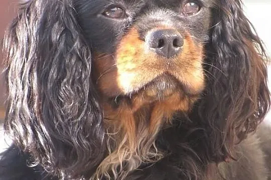 Cavalier King Charles Spaniel