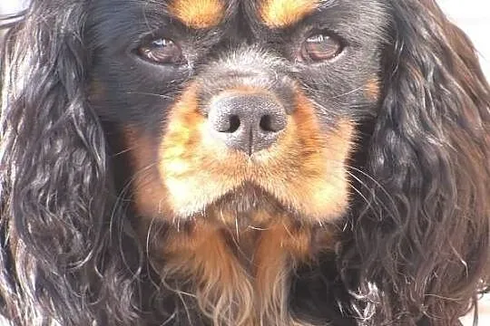 Cavalier King Charles Spaniel