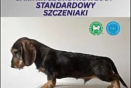 Jamnik Szorstkowłosy Standardowy ZKWP FCI