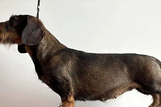 Jamnik Szorstkowłosy Standardowy ZKWP FCI, Łódzkie, Skierniewice