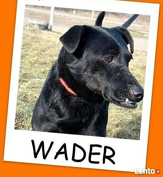 Piczer WADER,cudownie przytulaśny,sympatyczny, śre
