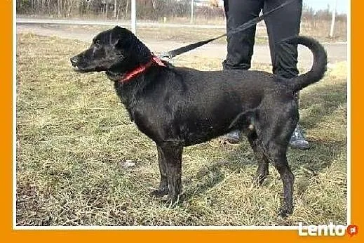 Piczer WADER,cudownie przytulaśny,sympatyczny, śre