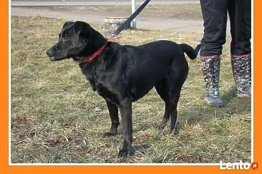 Piczer WADER,cudownie przytulaśny,sympatyczny, śre