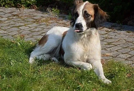 3-letnia Tina o umaszczeniu bernardynki bardzo mąd