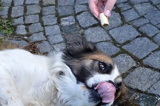 3-letnia Tina o umaszczeniu bernardynki bardzo mąd