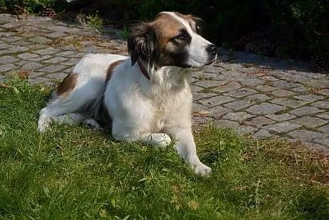 3-letnia Tina o umaszczeniu bernardynki bardzo mąd