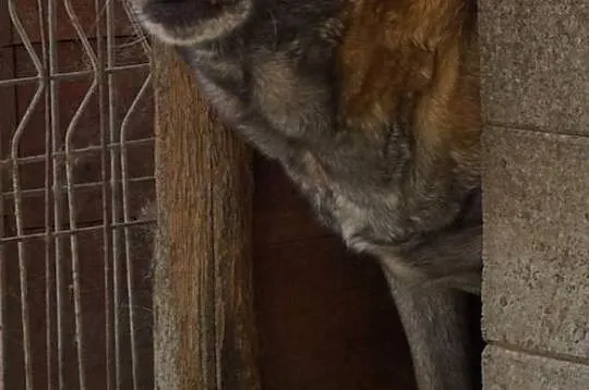 Kontrabas - nieśmiały psiaczek, Nowy Dwór Mazowiecki