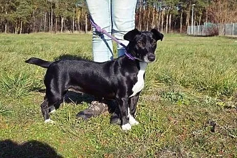 Koka młoda sunia w typie jamnika potrzebuje odpowi